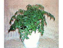 ����������� ������