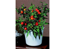 ������� ��������������