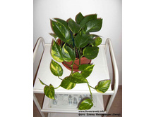 ���������� ������ �����