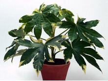 ������ �������