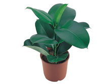 ����� �������