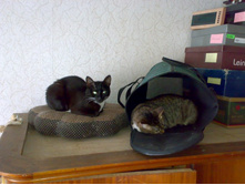 �����������