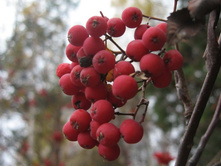 ������� ������ �� ����� � ��� �� ������������