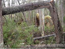 �������� ����� ���������� ������ ������ 