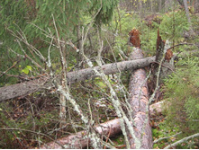 ����������� ����� ��������������