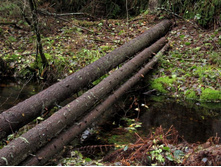 ��������� ���������� ����� ���� �����������