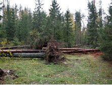 ������ ����� ���� �������