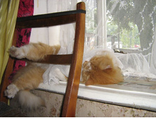 ����� �������