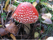 ��������� ��� ����� �����������