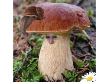 ��� ��� ����� �������