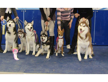 ����������������� �������� ����� "������-2010" �. ������