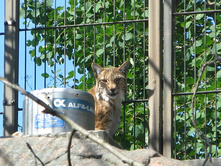 11 ������