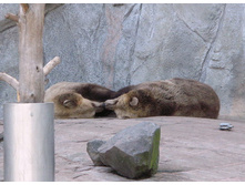 20 ������������ ����