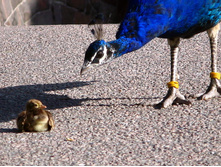 45 ����� - �� ��� ������ �����