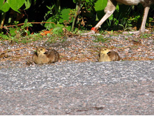 49 ��������� � ������������ ������