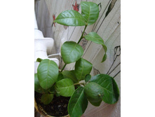 ������� �����