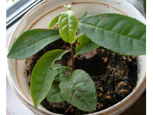 ������� ���������, ���