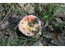 ��������!