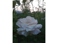 ������ ����. ���� ���������. � �����!...