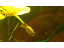 �����, ���������