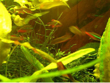 ������� �������