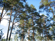 ������ ���