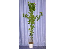 �������� 24.11.2010