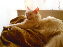 ��������))