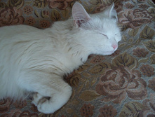 ������� ���, ����� ���� �� �������))