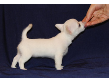 ���� �������