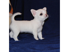 ���� �������