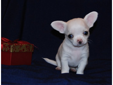 ���� �������