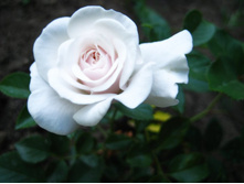 ������ ����