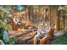 � ��������   90.0x55.0 ��  900���