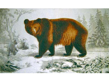 �������   100.0x59.0 �� 850���