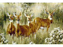 ����� - 2   108.0x70.0 �� 1250���