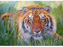 ���� � ��������   65.0x50.0 ��  700���