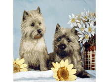 �������   50.0x50.0 ��  120���