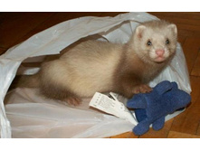 ��� ��� ������