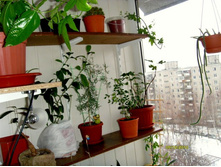 ������ (�������)