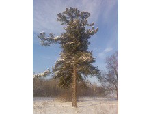 � ��� ����. ������ ����� 4!