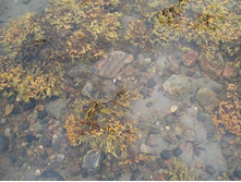 �������� ������ ����