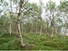 �������� �������