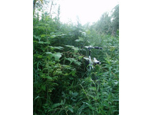 ����� �����