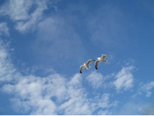 ������ ��������