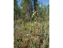 ���������� �������