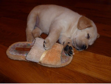 ����� ���� ����