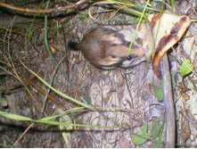 �������� ����