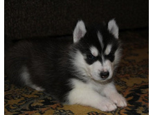 Stella Paradise Artur King Of Kamelot