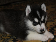 Stella Paradise Artur King Of Kamelot